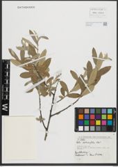 Foto von Salix salviifolia Brot.